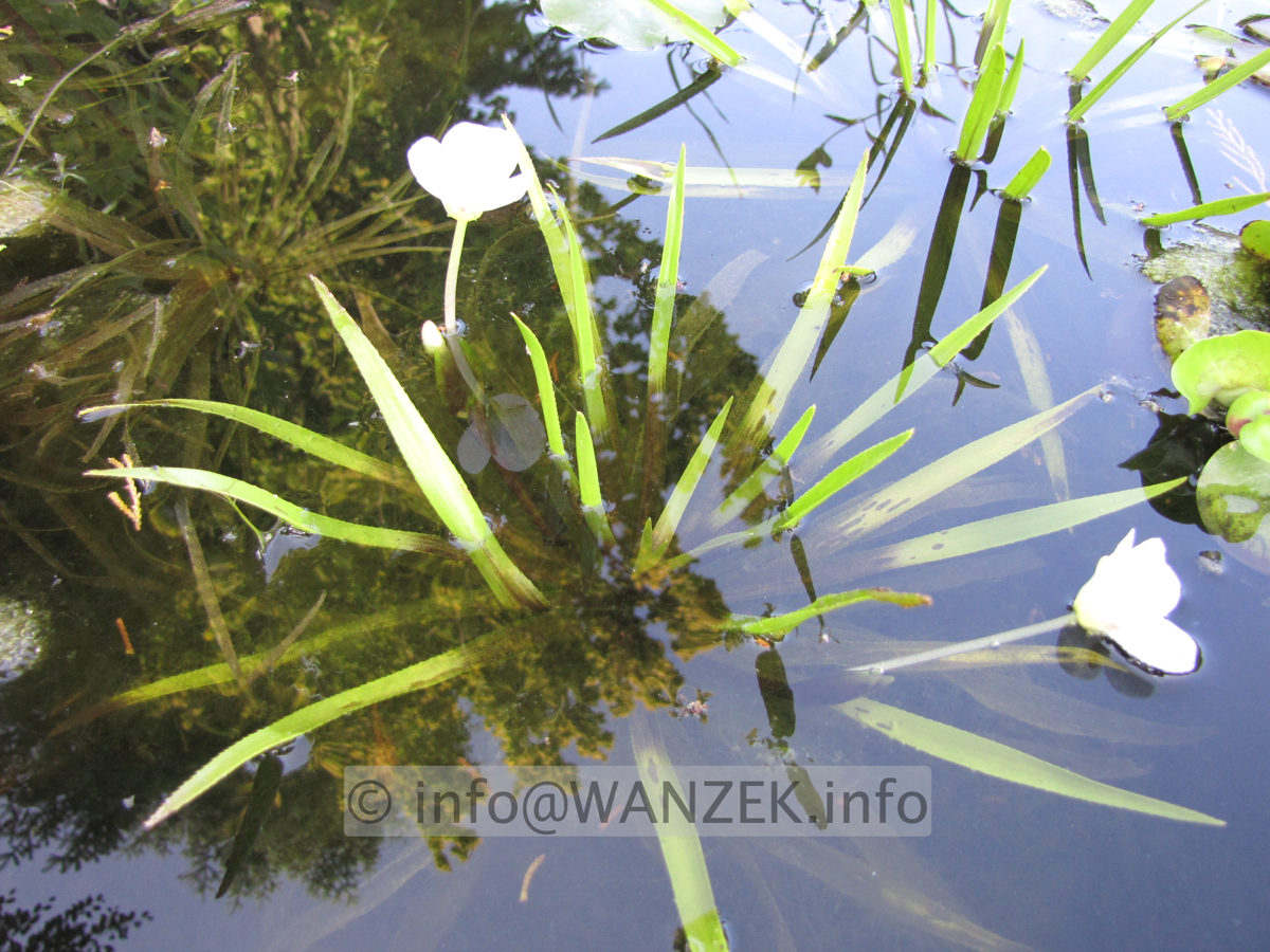 Stratiotes aloides - mit Blueten.JPG